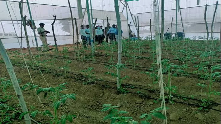 बागवानी विकास: झारखंड के देवघर में आधुनिक पॉलीहाउस खेती से बढ़ी किसानों की आय