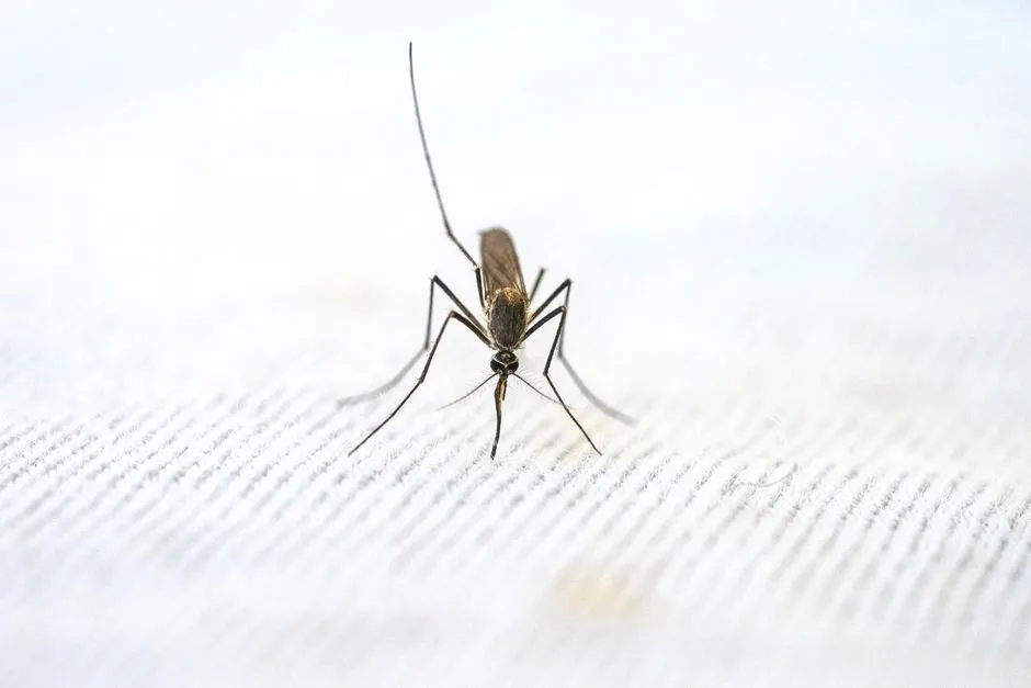 मच्छर जनित रोग: विश्व मच्छर दिवस के अवसर पर हजारीबाग में निकाली गई जन जागरूकता रैली