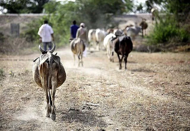 बड़ी लापरवाही: टूटी चारदीवारी के बीच आवारा पशुओं संग अभ्यास करने को मजबूर हैं खिलाड़ी