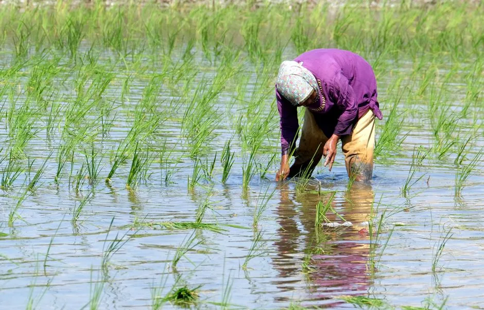 किसानों की चिंता: खरीफ बुवाई के बाद अगस्त की बारिश ने कई जिलों में किया मायूस