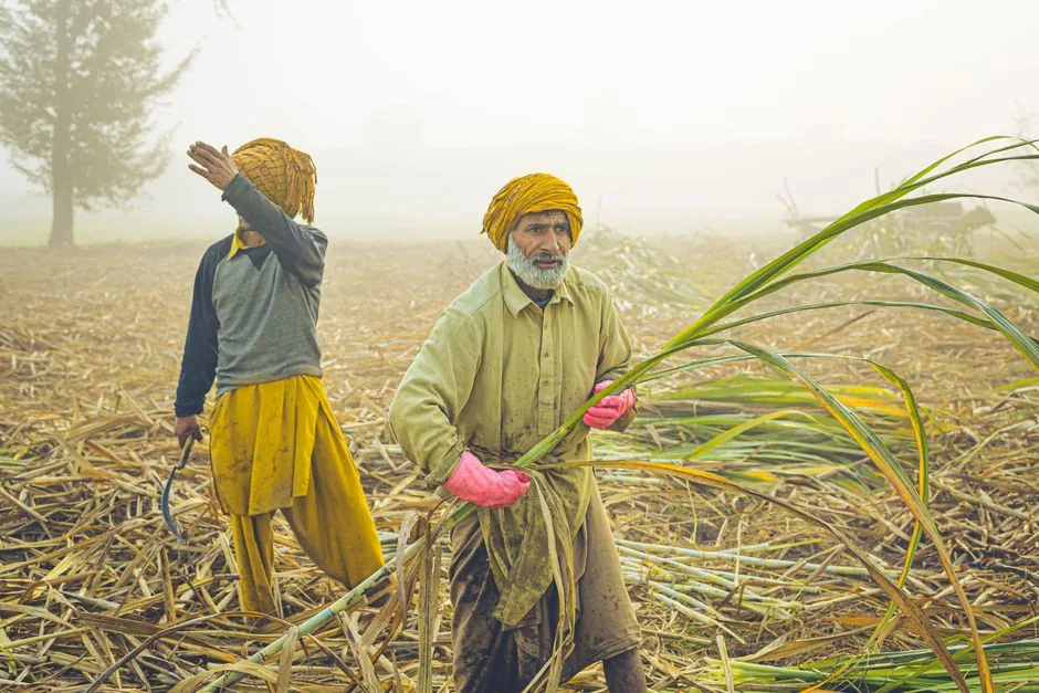 आधुनिक तकनीक अपनाई: मंडी धनौरा में हार्वेस्टर से ट्रेंच गन्ने की कटाई को तैयार हुए किसान