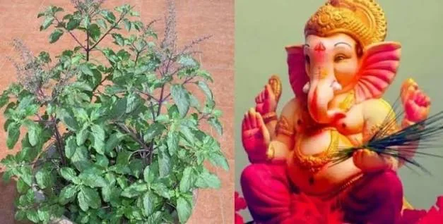 धार्मिक नियम: गणेश चतुर्थी पर बप्पा को क्यों नहीं चढ़ाई जाती तुलसी दल और क्या है इसके पीछे का पौराणिक श्राप