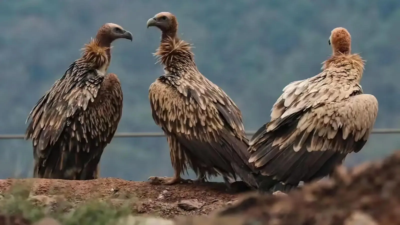 पर्यावरण रक्षा: विश्व गिद्ध संरक्षण दिवस पर चंबल घाटी में नजर आए लुप्तप्राय सफेद गिद्ध