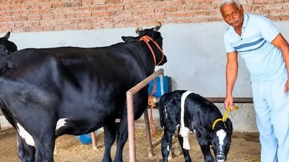 बड़ी उपलब्धि: बरेली में जन्मा देश का पहला एलीट गिर बछड़ा, जेनेटिकली सेलेक्टेड गाय रोज देगी 40 से 60 लीटर दूध