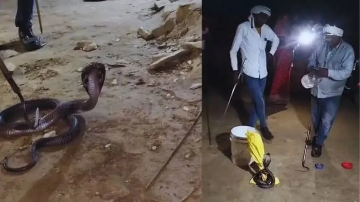 जानलेवा संकट: बाराबंकी में साढ़े पांच महीने में सांपों के डसने से 69 लोगों की मौत