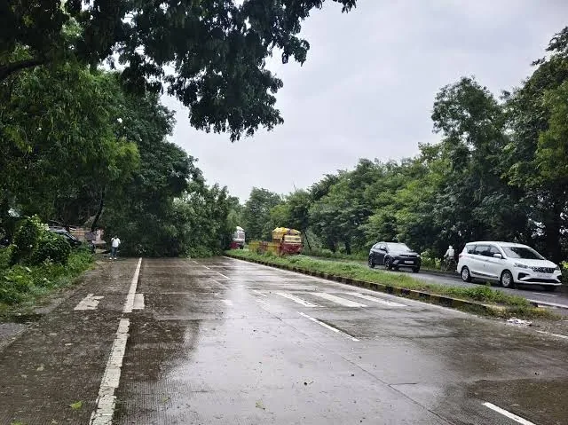 हादसा और जाम: गोरखपुर-लखनऊ हाईवे पर कई स्थानों पर पेड़ गिरने से आवागमन रहा ठप