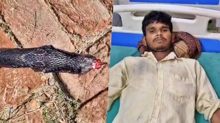 ब बड़ा खतरा: हिमाचल के चंबा में ईरानी कोबरा के काटने से दो लोगों की मौत, भारतीय एंटी वेनम बेअसर