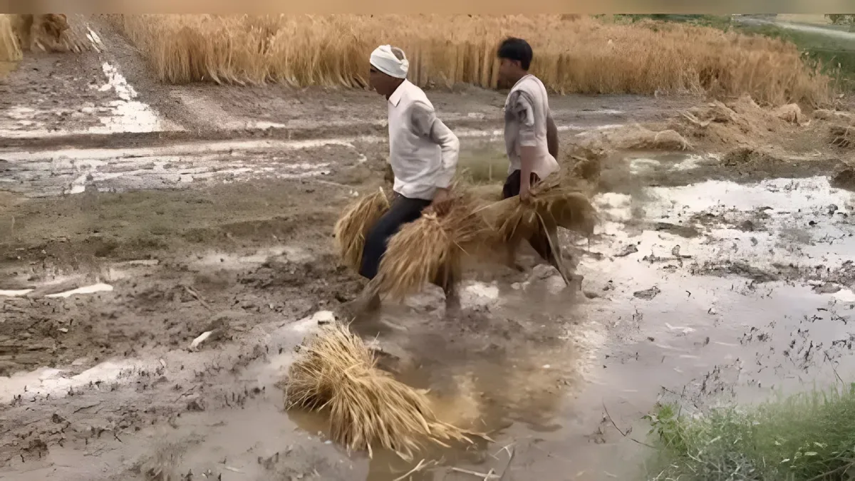 फसल बर्बादी का संकट: बेमौसम बारिश से धान की फसल नष्ट होने पर किसानों ने मांगा मुआवजा और आवास की गुहार