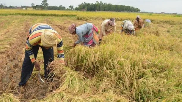 नाकाफी वृद्धि: धान के समर्थन मूल्य में 72 रुपये की बढ़ोतरी पर डॉ. उपाध्याय की कड़ी प्रतिक्रिया