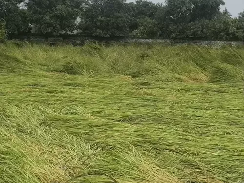 मौसम की मार: सिद्धार्थनगर में बारिश और हवा से 10 प्रतिशत धान की फसल गिरी