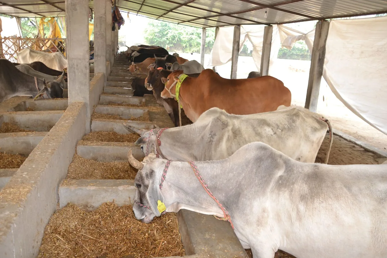 गौशालाओं में संकट: हरदोई में चारे की आपूर्ति ठप होने से मवेशी भूखे