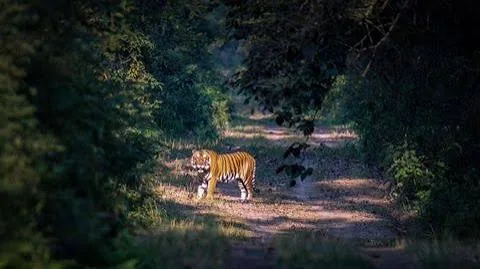 तराई के जंगल: उत्तर प्रदेश के प्राकृतिक सौंदर्य की अनकही कहानियां दुनिया के सामने आएंगी