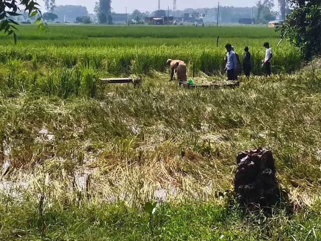 बस्ती में जलभराव: धान की फसल नष्ट, मंदिरों तक पहुंचना भी कठिन