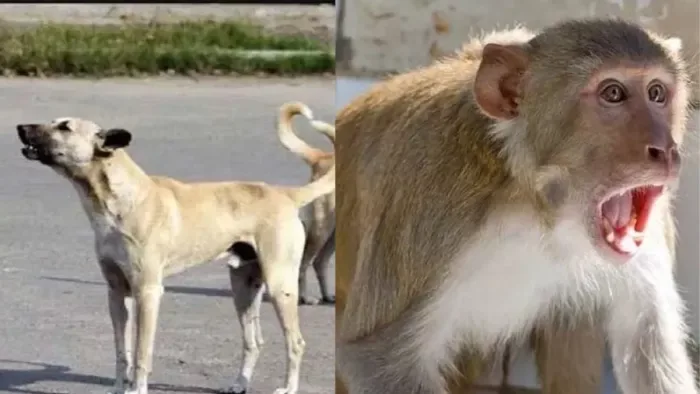 चंदौली स्वास्थ्य संकट: अस्पताल में रोज पहुंच रहे 50 से 60 लोग कुत्ते और बंदर के काटने से घायल