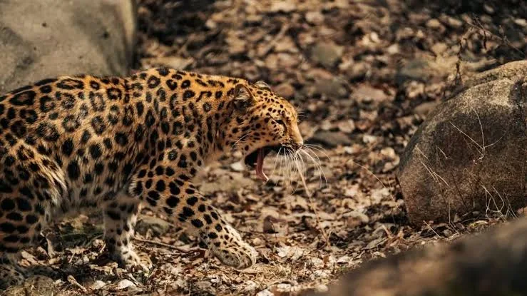 तेंदुओं का कहर: लखीमपुर खीरी और बहराइच में दो बच्चों की मौत