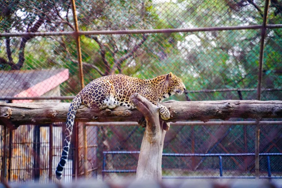 ठप पड़ी योजना: गोरखपुर चिड़ियाघर में वन्यजीवों को गोद लेने वाला कोई नहीं