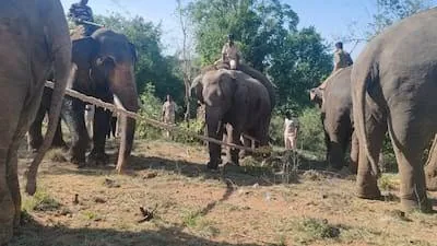 हाथी का आतंक: रामनगर में पंद्रह घंटे तक मचा हड़कंप, वन विभाग और पुलिस परेशान