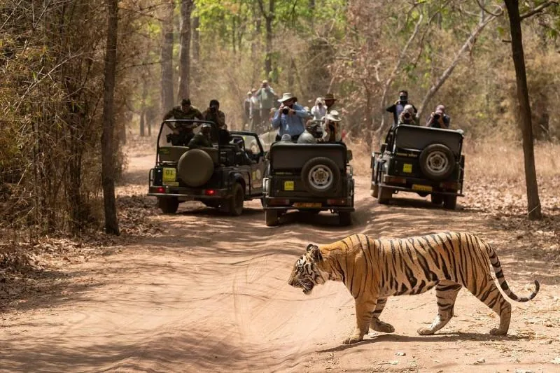 बांधवगढ़ में सफारी का आगाज: पर्यटकों की भारी भीड़ के साथ शुरू हुआ नया सत्र